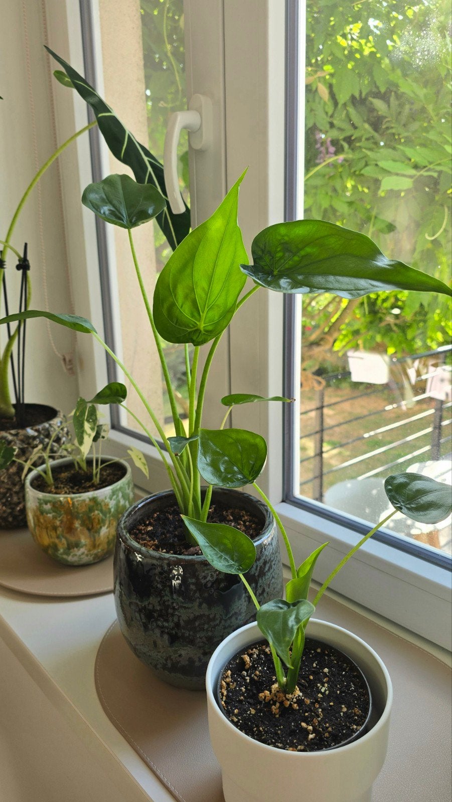 Plantes d'intérieur, Enlèvement