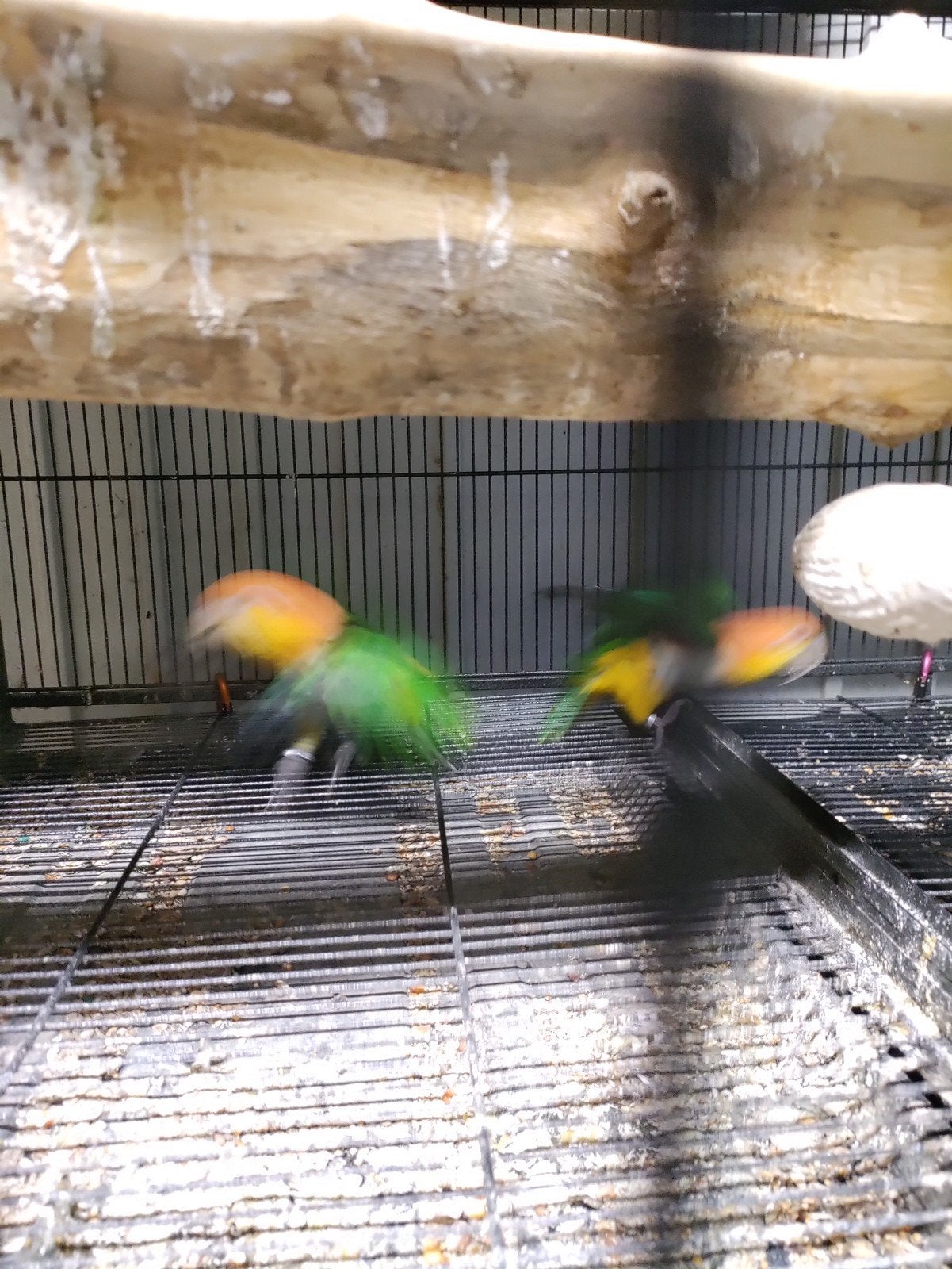 koppel roestkop caiqeu, Meerdere dieren, Papegaai, Geringd