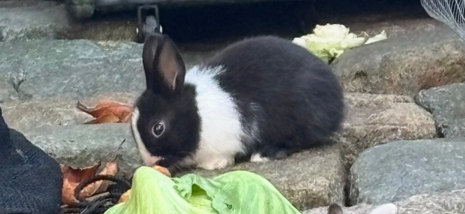 Dwergkonijntjes, Dieren en Toebehoren, Konijnen, Meerdere dieren, Klein, 0 tot 2 jaar
