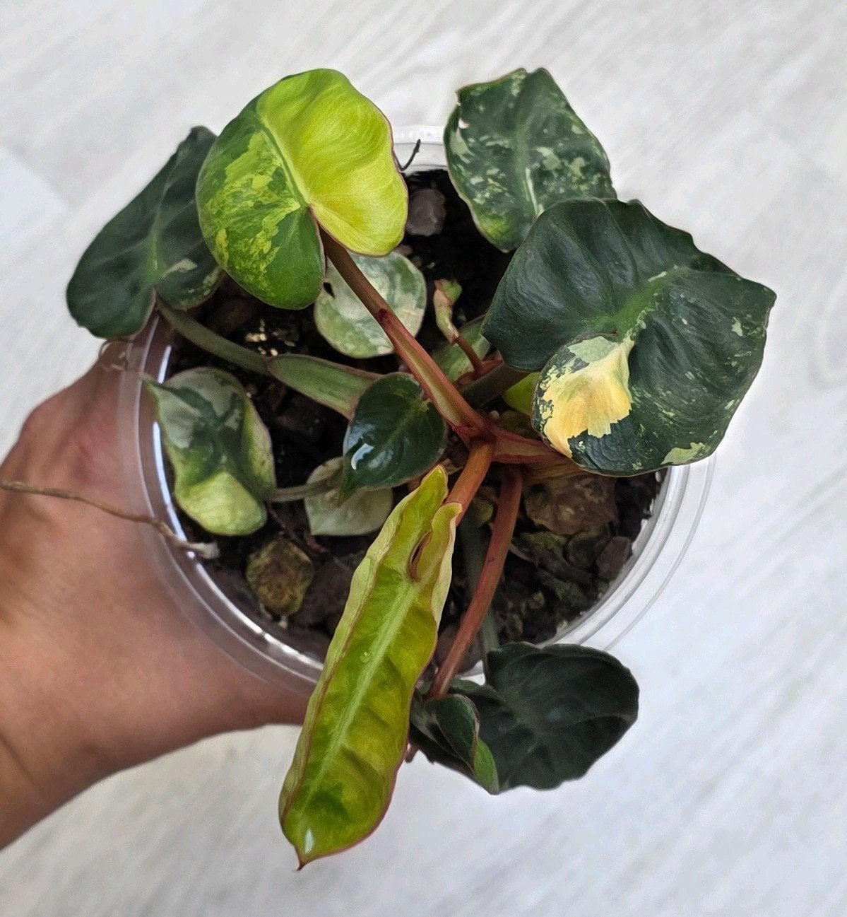 Philodendron billitiae variegated, Ophalen