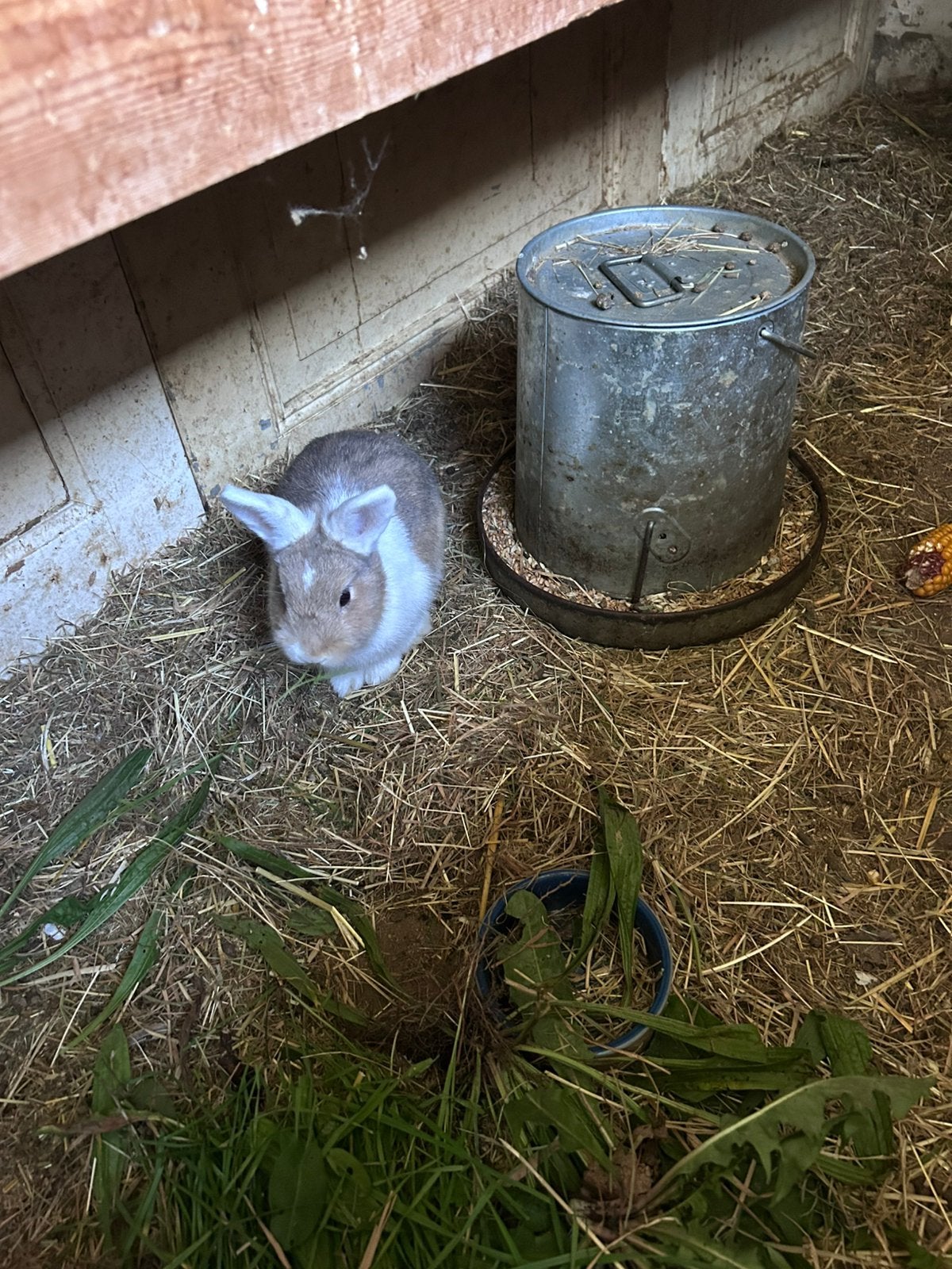 jonge mannelijke dwergkonijnen te koop, Dieren en Toebehoren, Mannelijk, Klein, 0 tot 2 jaar