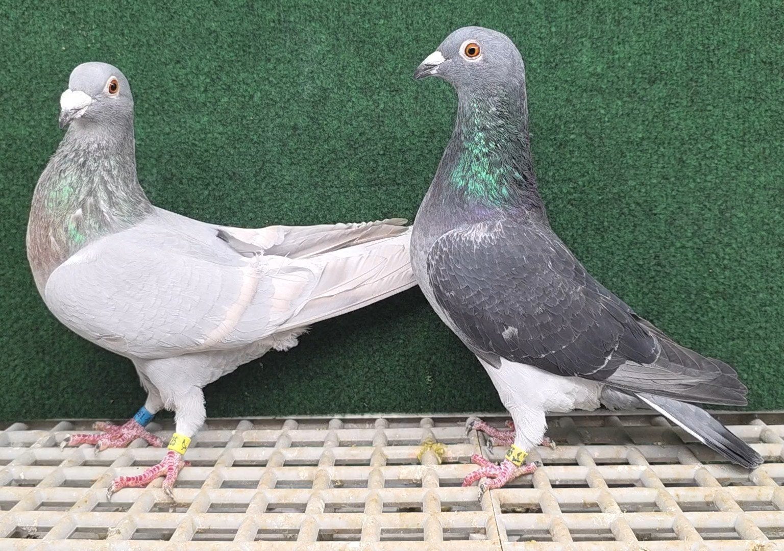 couple voyageur opale, Animaux & Accessoires