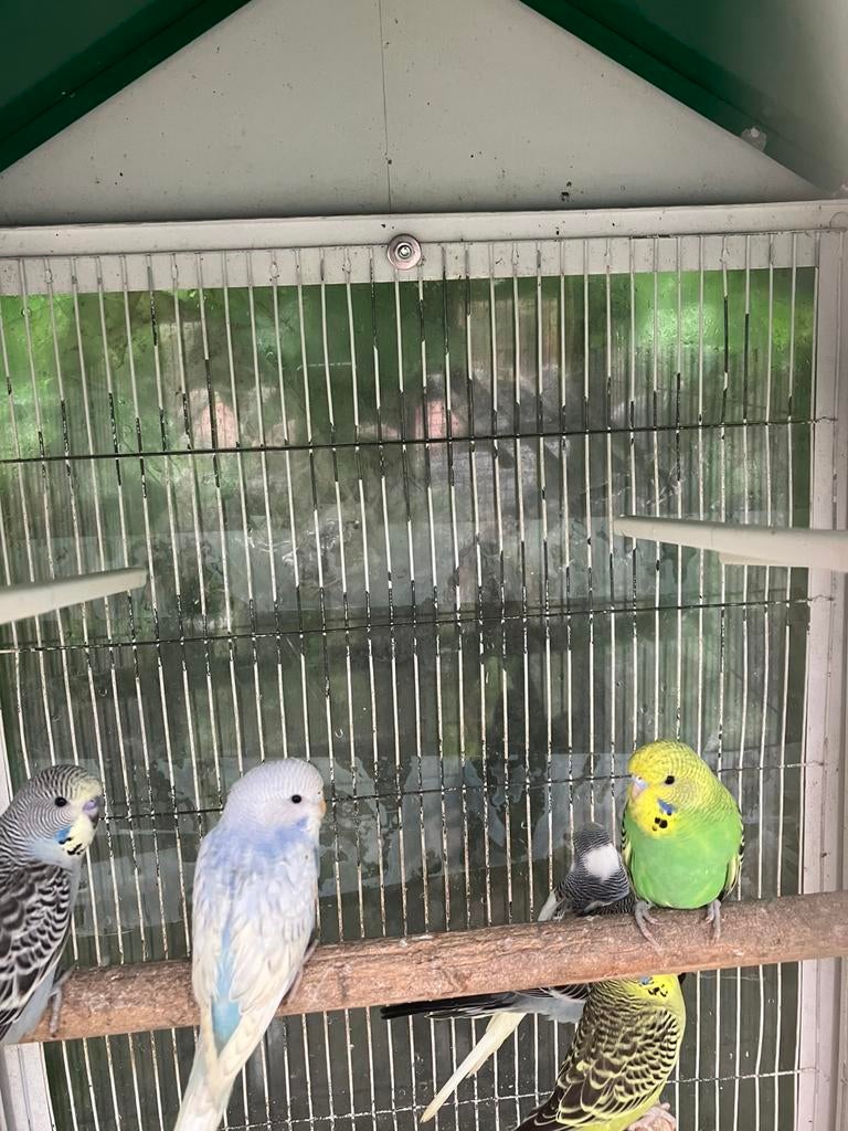 HALF TAMME GRASPARKIETJES VANAF 20 EURO/VOGEL, Dieren en Toebehoren, Geslacht onbekend, Parkiet, Tam