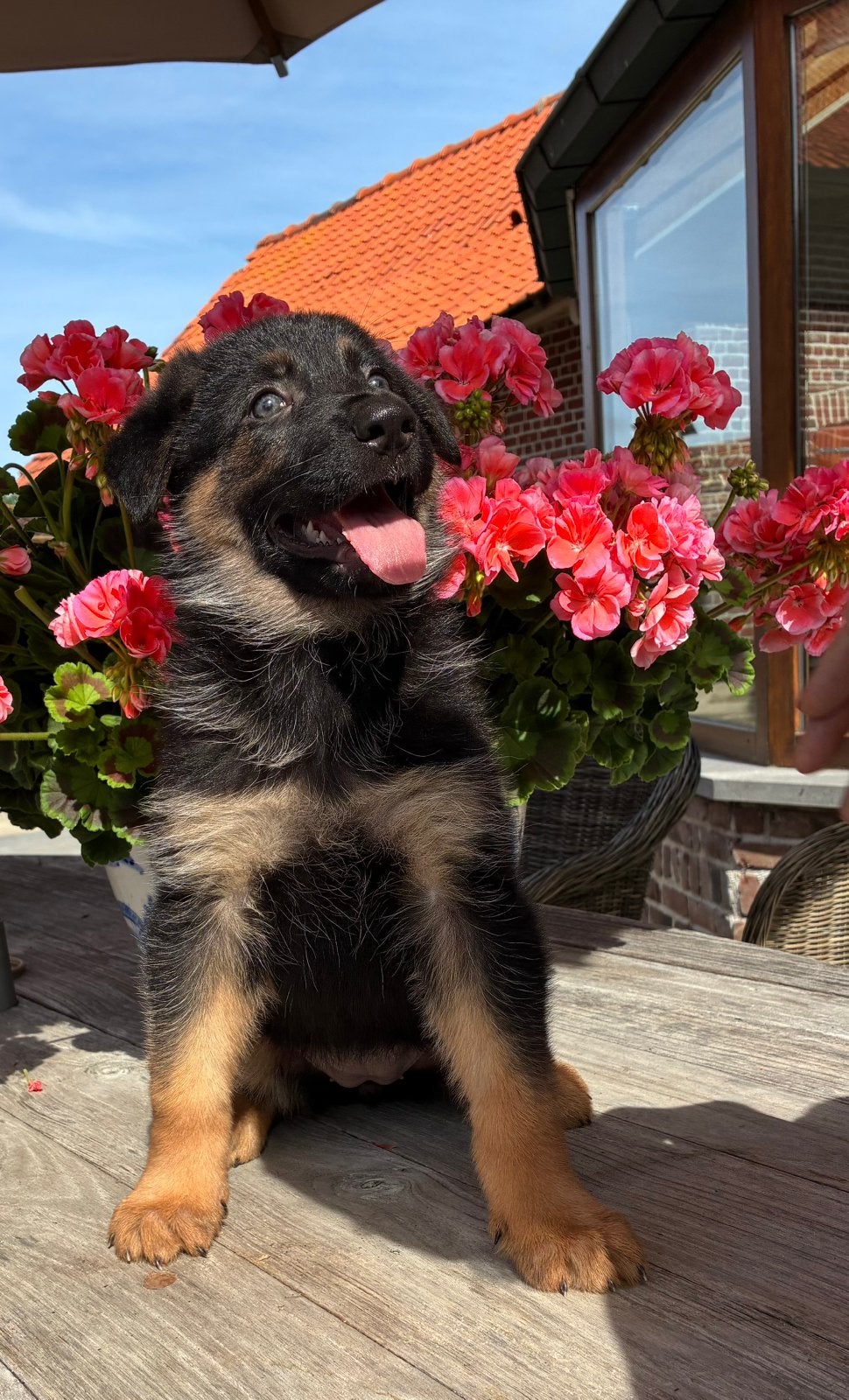 Duitse herderpups op boerderij, Dieren en Toebehoren, Parvo, België, Fokker | Hobbymatig, 8 tot 15 weken