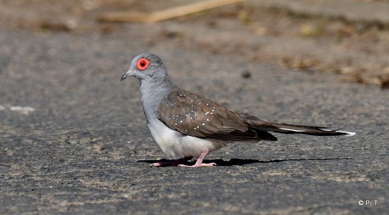 volierevogels, Ophalen of Verzenden, Vogels