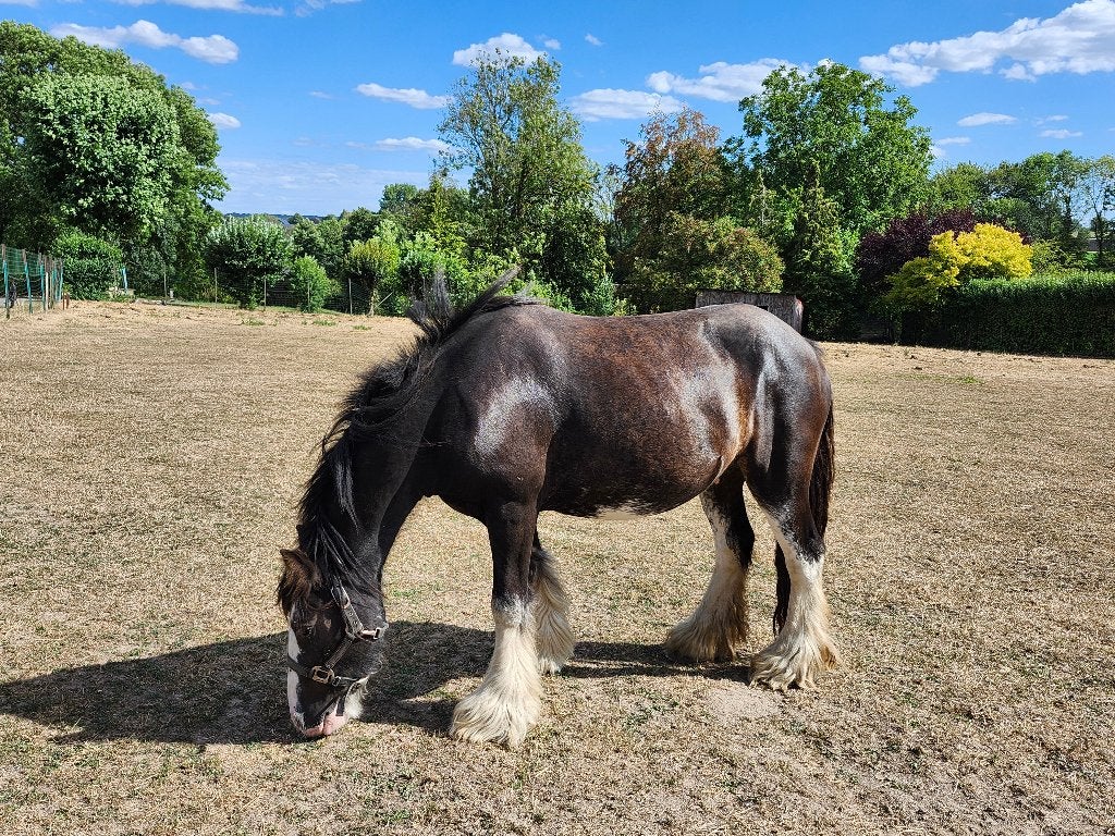 Tinker Pony/Ierse kolf, Dieren en Toebehoren, Pony's, Ruin, 3 tot 6 jaar, C pony (1.27m tot 1.37m), Gechipt