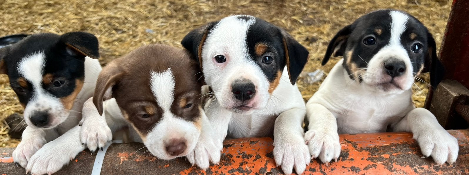 Boerenfox pups, Animaux & Accessoires, Chiens | Sans pedigree, Particulier, Belgique, 8 à 15 semaines, Plusieurs