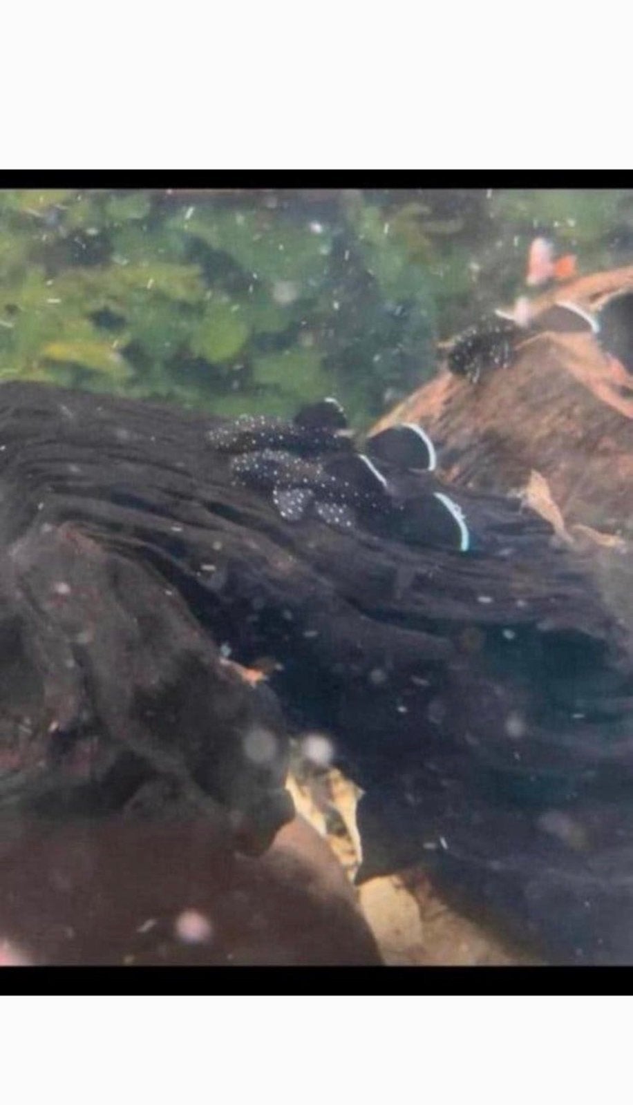 L181 peppermint pleco