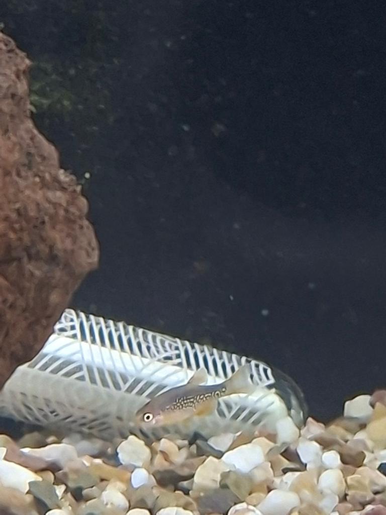 Rasbora galaxy, Dieren en Toebehoren, Vissen | Aquariumvissen