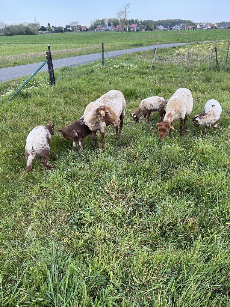 schapen, Mouton
