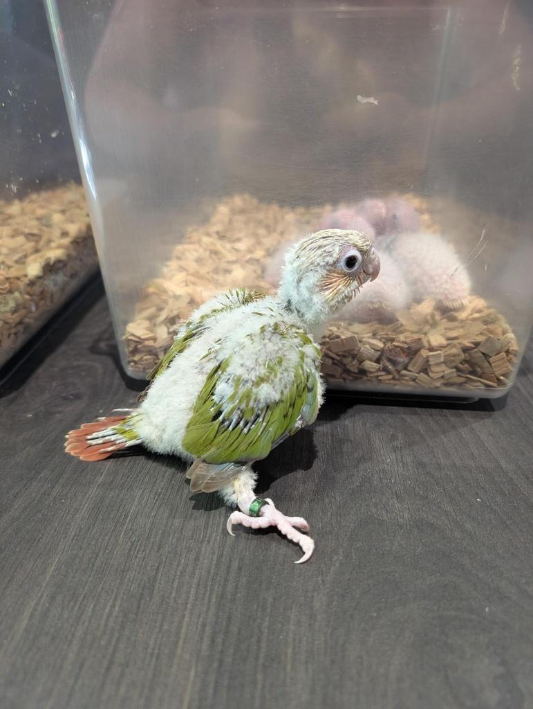 Bébé pyrrhura molinae opaline cinamon ( EAM), Dieren en Toebehoren, Vogels | Parkieten en Papegaaien, Parkiet, Geslacht onbekend