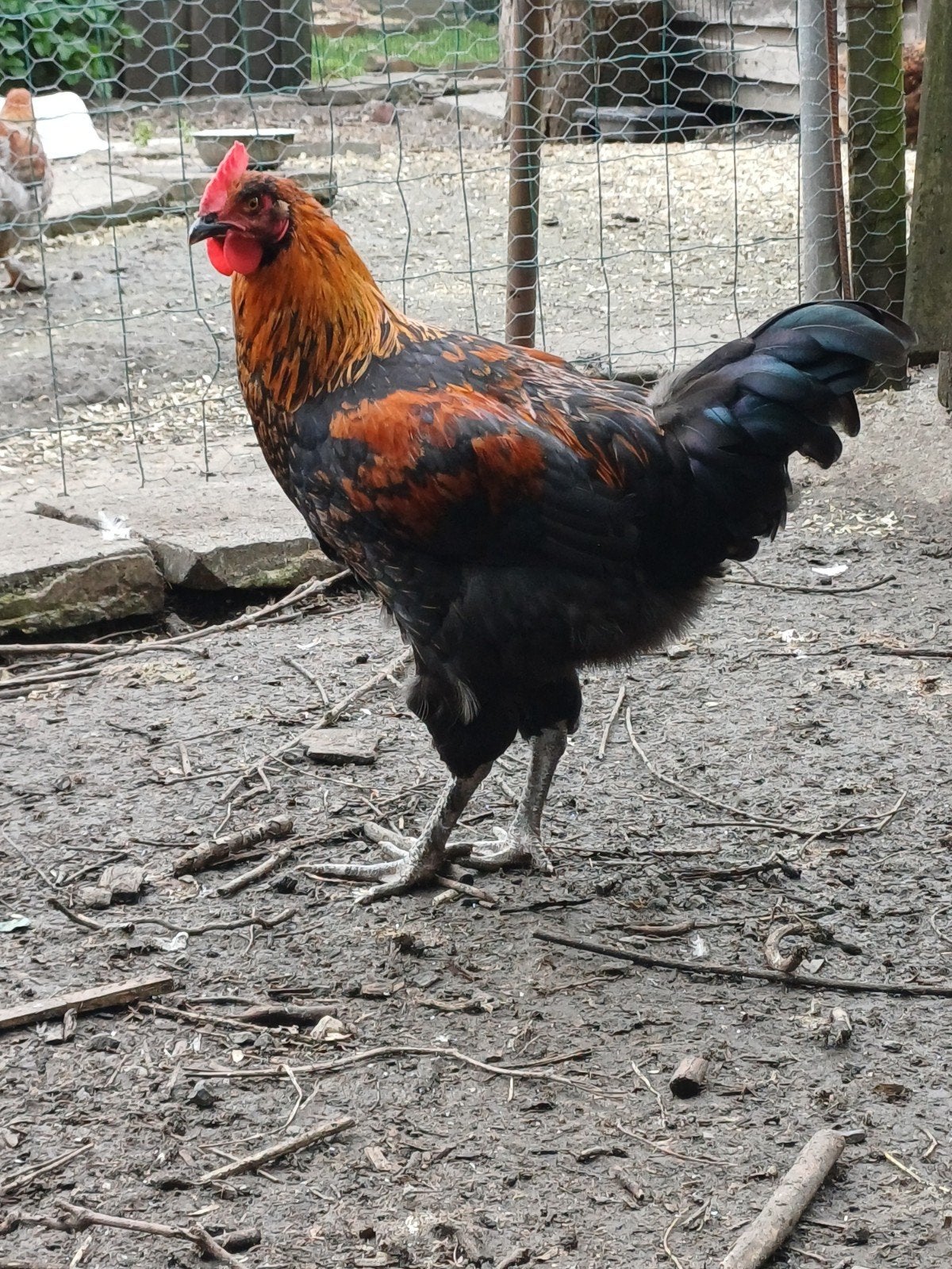 Jonge haan, Dieren en Toebehoren, Pluimvee, Mannelijk, Kip