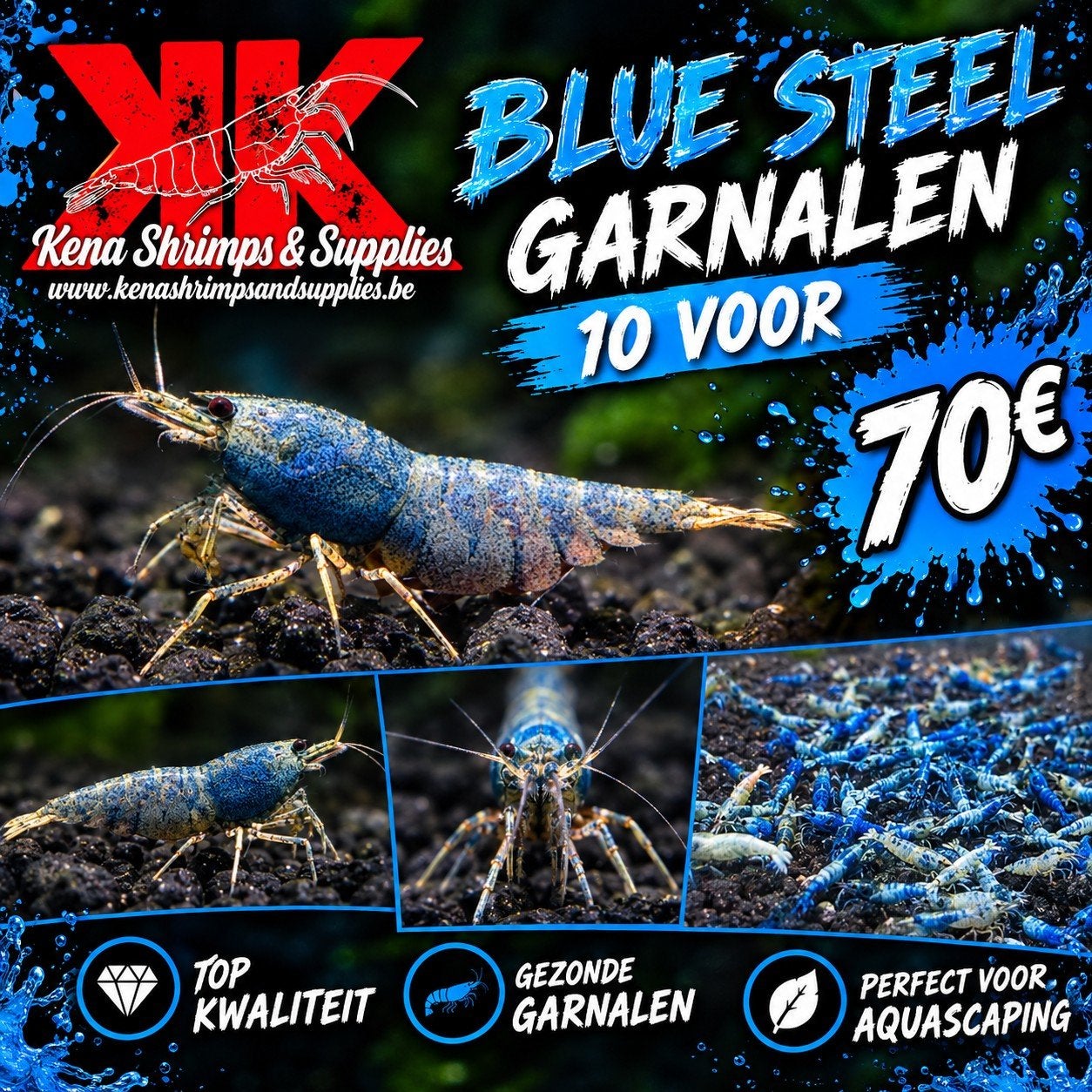 Blue steel caridina garnalen, Animaux & Accessoires
