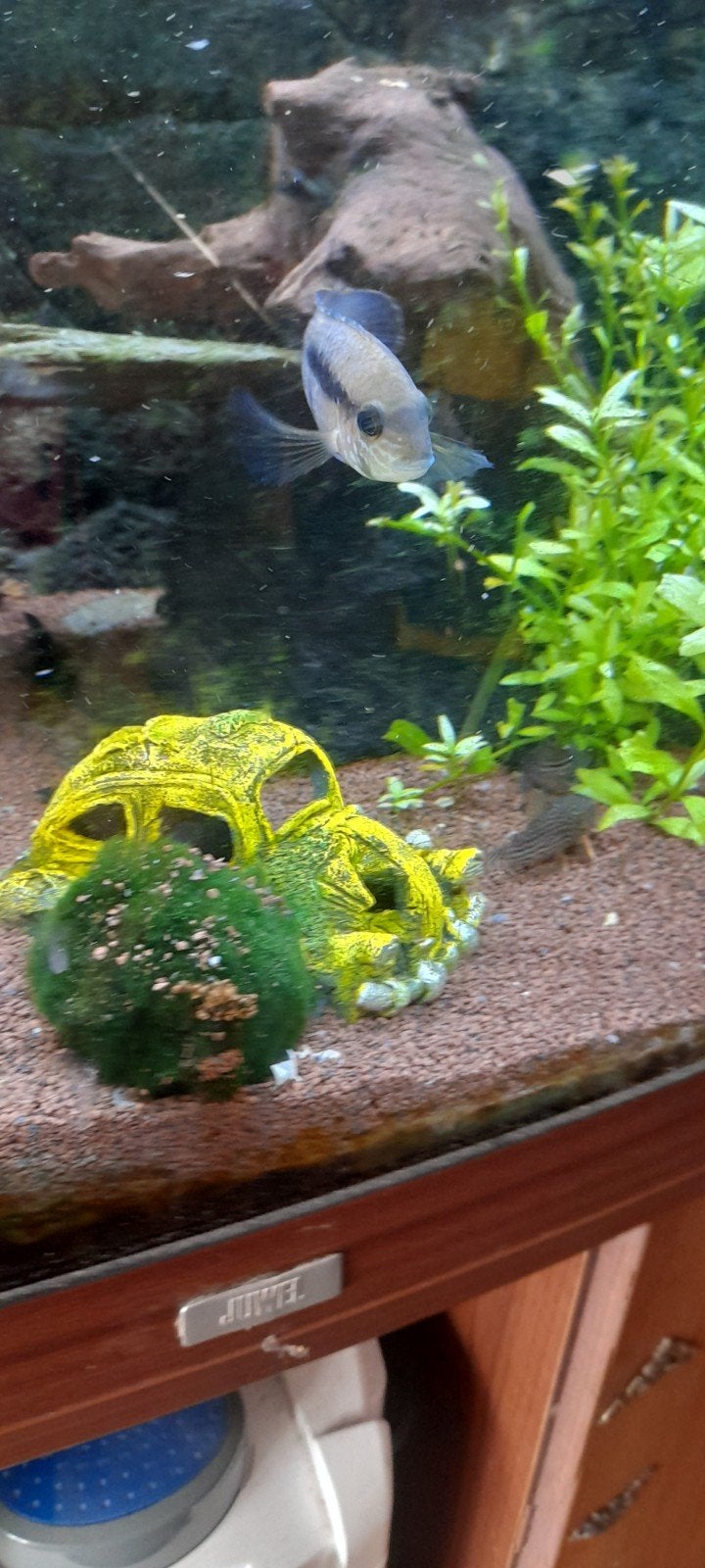 Green terror cichlide, Dieren en Toebehoren, Vissen | Aquariumvissen