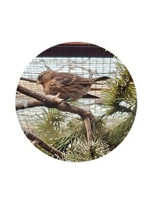 Barmsijs (Acanthis flammea cabaret), Dieren en Toebehoren, Geslacht onbekend, Wildzangvogel, Geringd