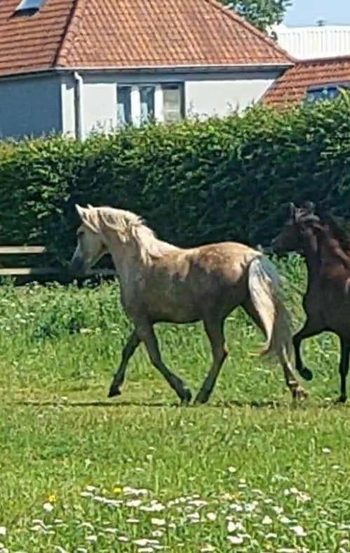 welsh partbred merrie met stamboek palomino, Dieren en Toebehoren, Merrie, Met stamboom