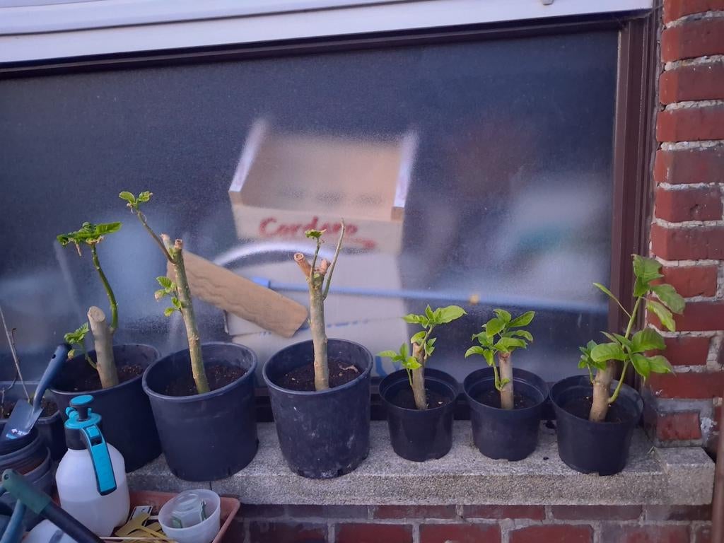 brugmansia geel, Ophalen