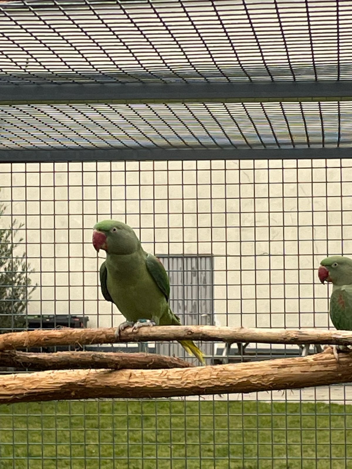 Alexanders , Alexanderparkieten Donkergreon, Dieren en Toebehoren, Vrouwelijk, Parkiet, Geringd