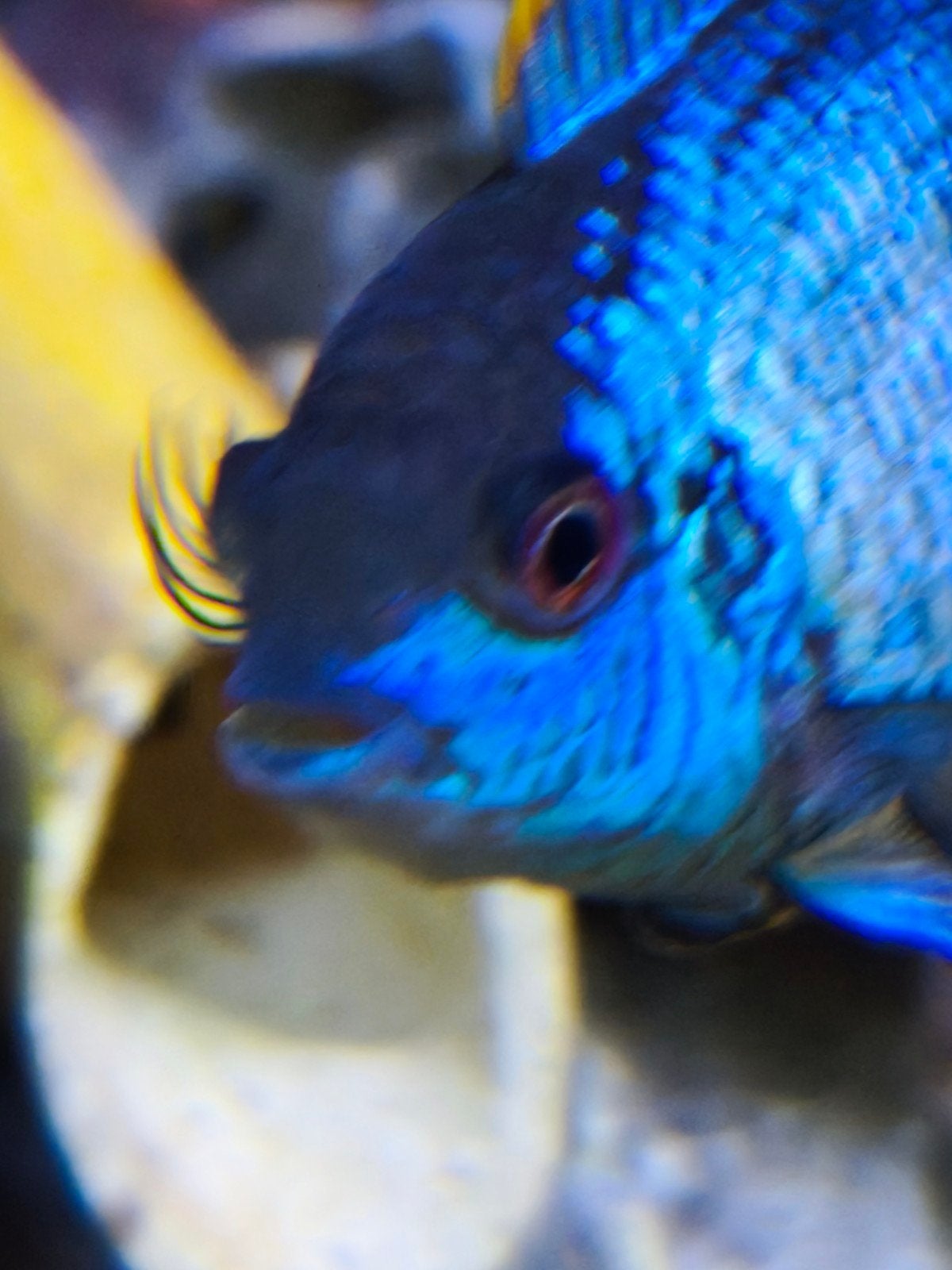 prachtige jonge electric blue acaras beschikbaar