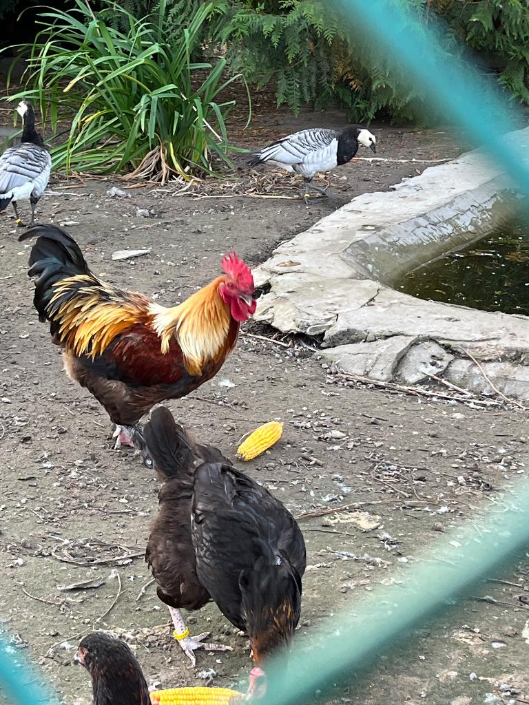 Trio marans, Animaux & Accessoires, Plusieurs animaux, Poule ou poulet
