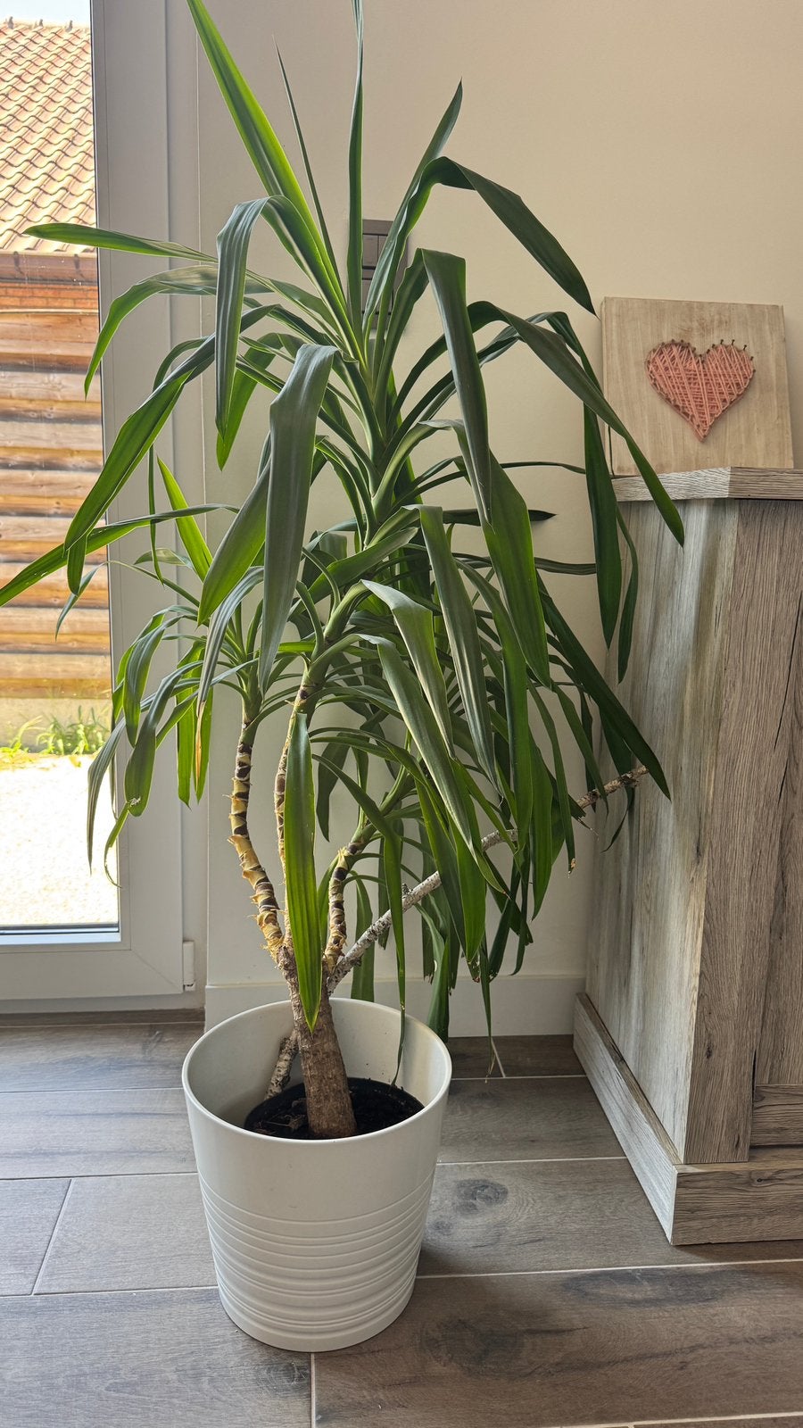 Mooie en gezonde Yucca palm incl sierpot, Maison & Meubles, Enlèvement, Palmier