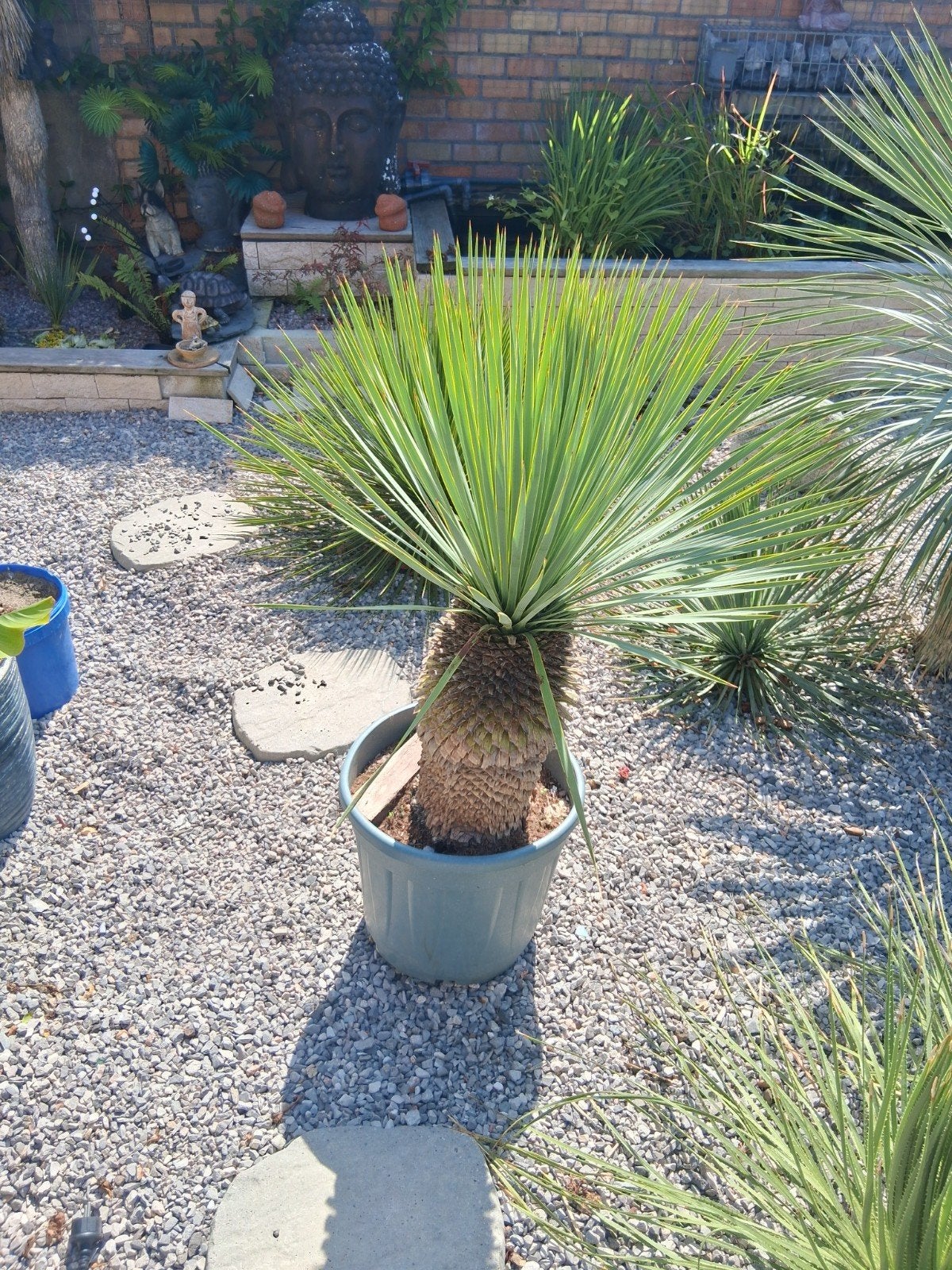 yucca, Tuin en Terras, Planten | Tuinplanten, Ophalen