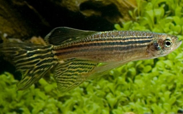 Hobbyaquarium  Danio Rerio Frankei, Dieren en Toebehoren, Vissen | Aquariumvissen, Zoetwatervis, Vis, Schoolvis