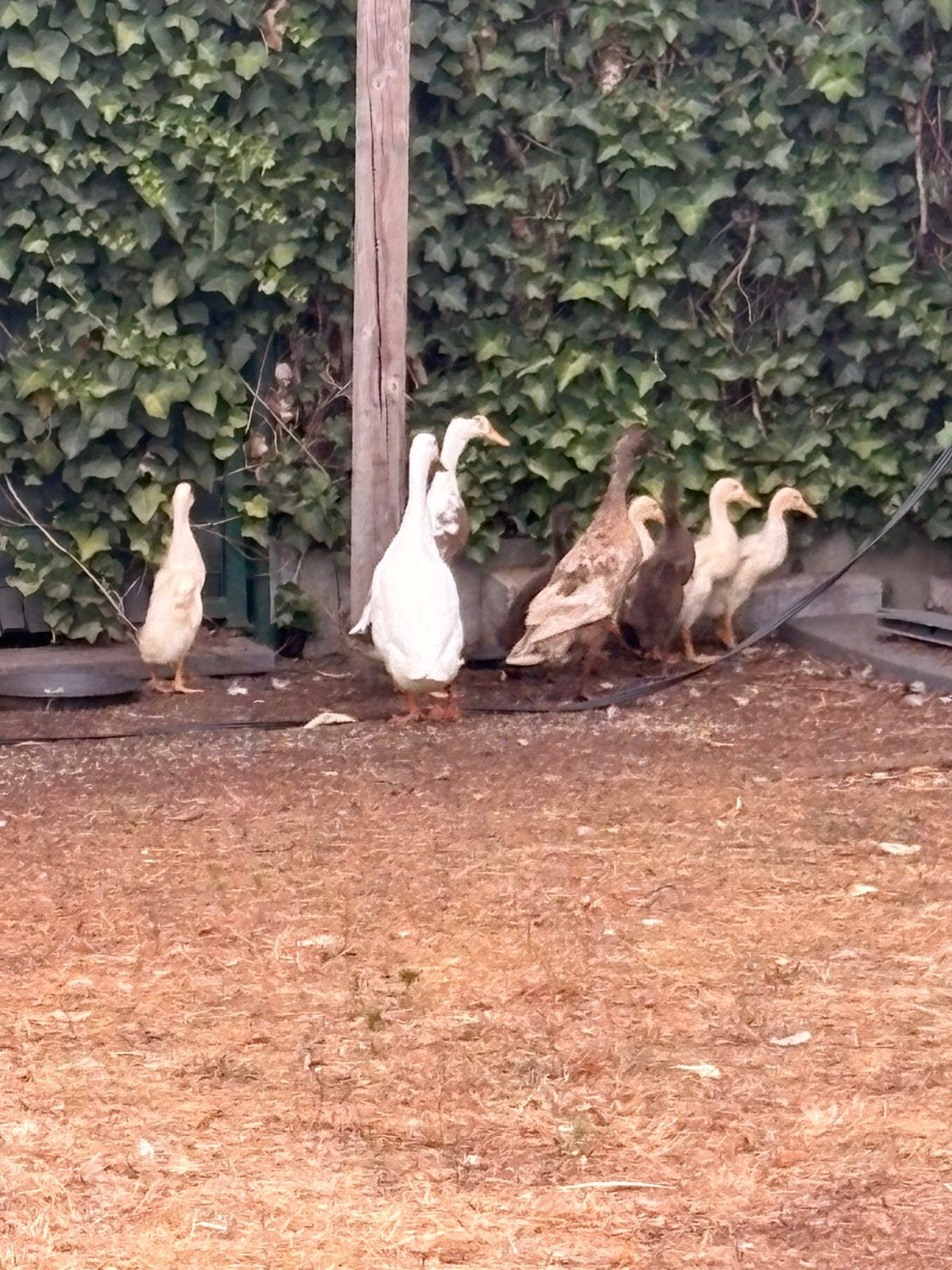 Loopeenden pulletjes, Animaux & Accessoires, Sexe inconnu, Canard