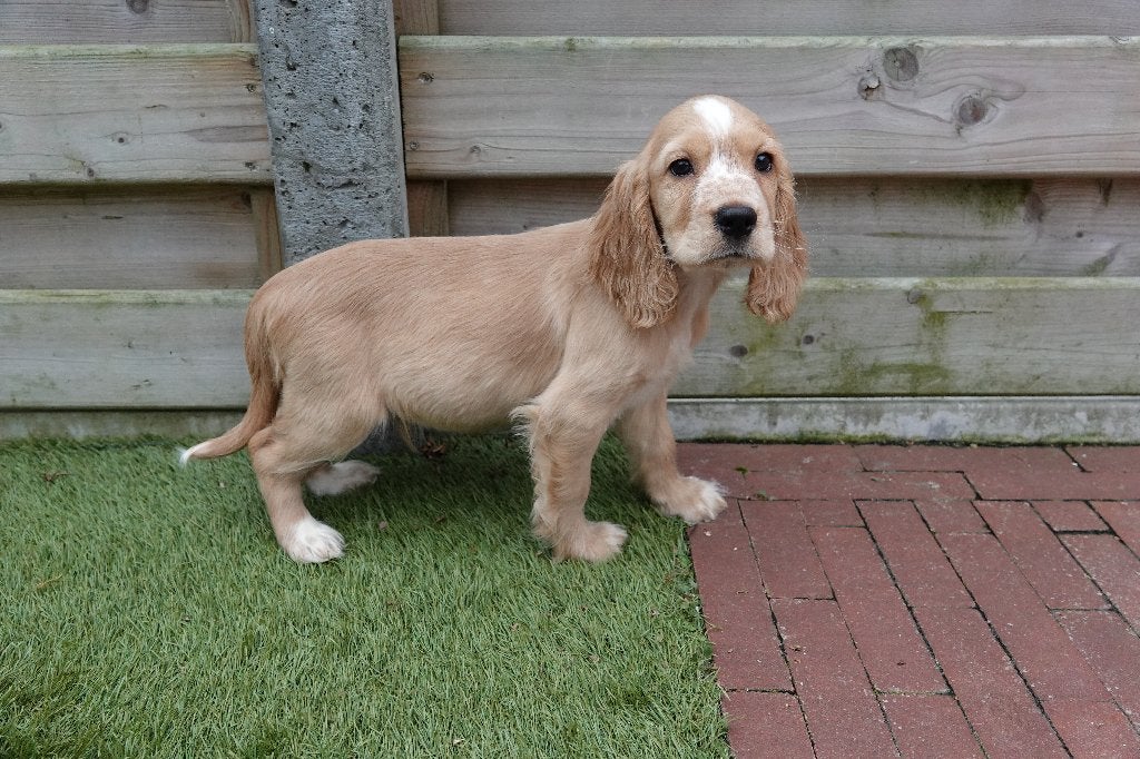 Superbes chiots Golden Cocker retriever (abricot et noir), Maladie de Carré (chiens), Autres races, Belgique, Plusieurs
