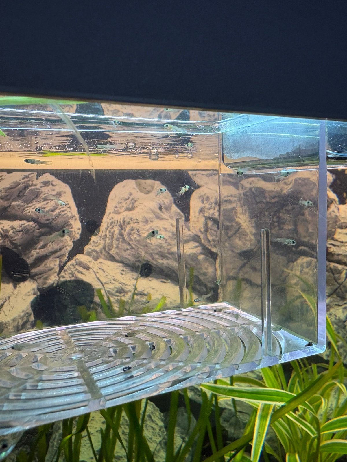 Gratis baby guppies, Ophalen of Verzenden, Zo goed als nieuw