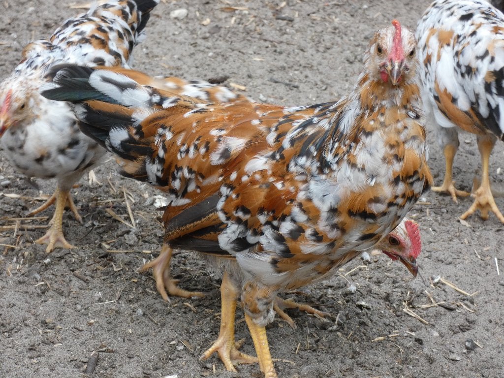 jonge hanen leghorn porselein, Mannelijk, Kip