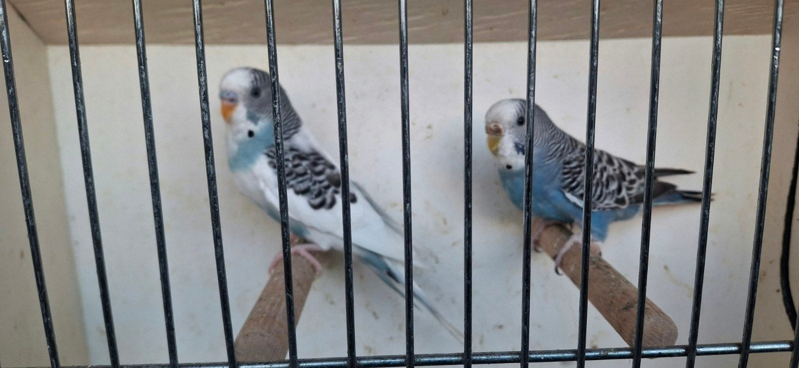 couple de perruches, Animaux & Accessoires