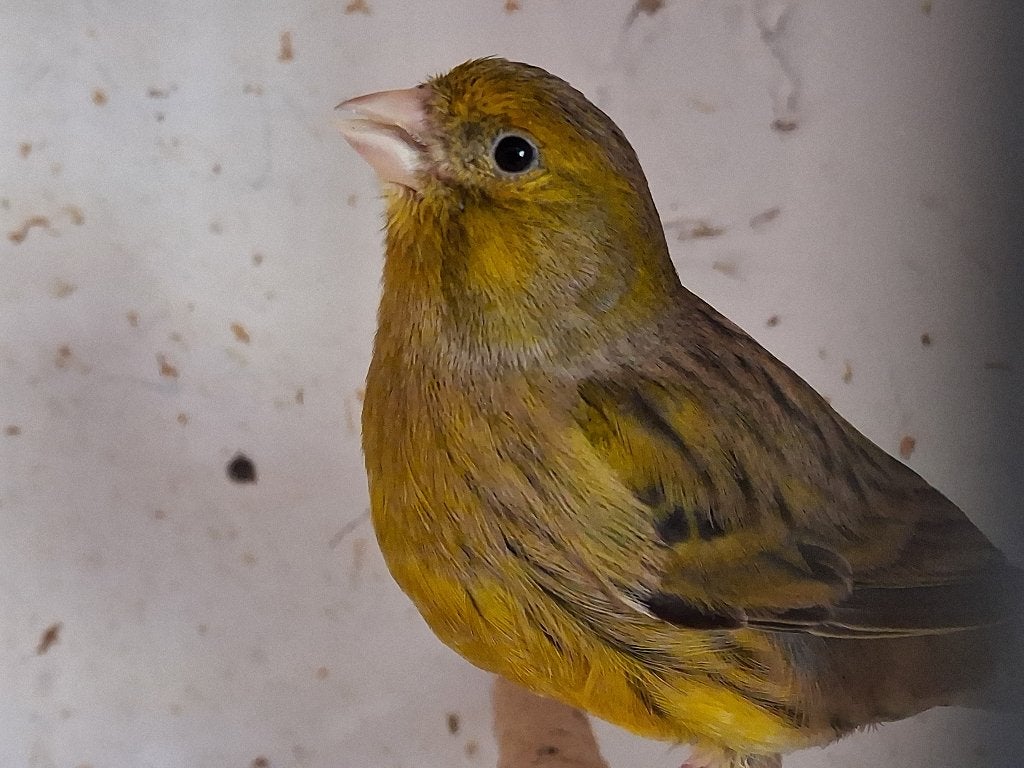 KANARIE pop, Femelle, Canari de couleur