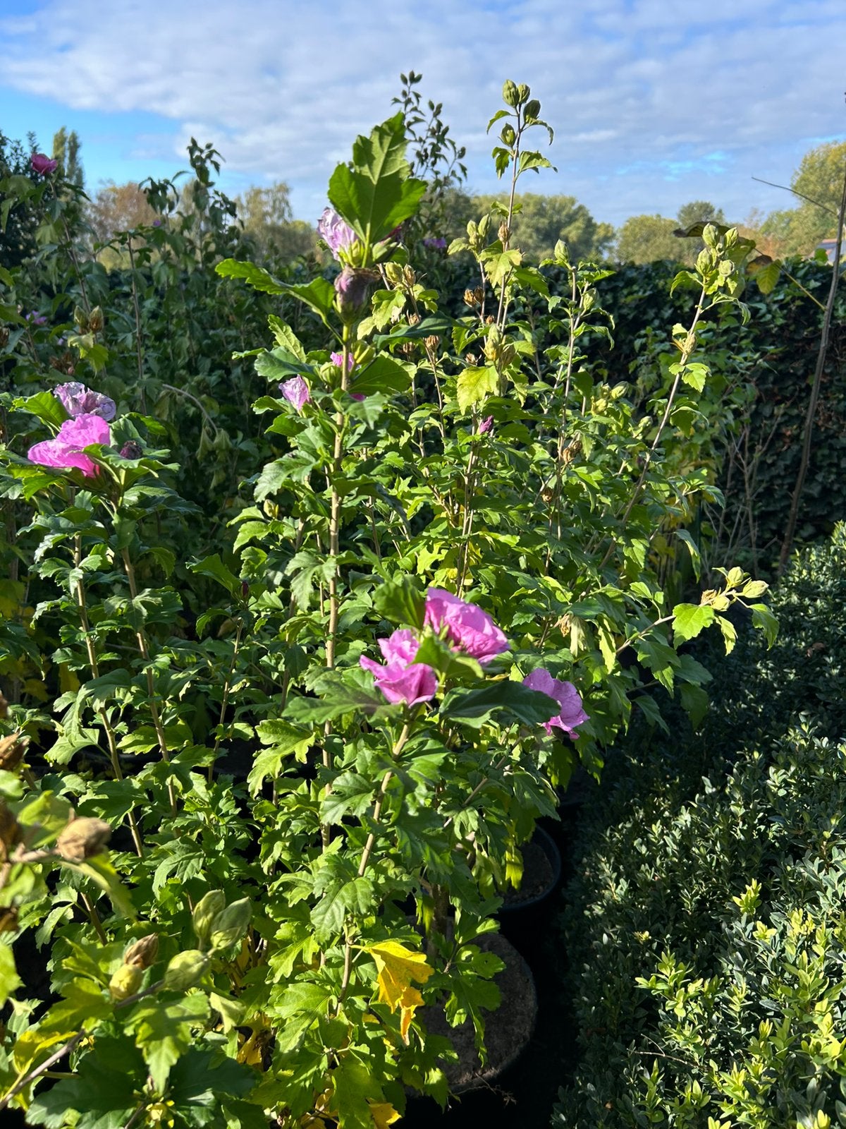 Hibiscus en pot (prêt pour le terrain ouvert), Jardin & Terrasse, Enlèvement