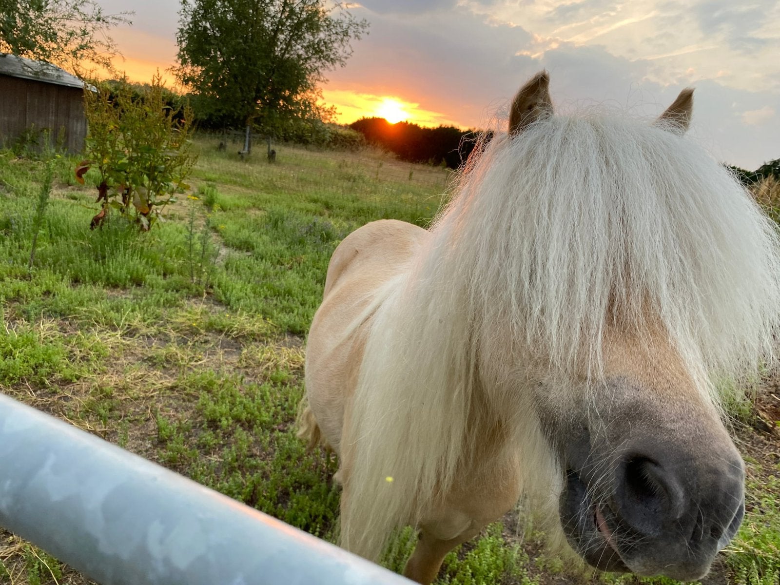 Prachtige beleerde nsps shet, Avec puce électronique, Poney de récréation, Poney A (jusqu'à 1.17 m), Étalon
