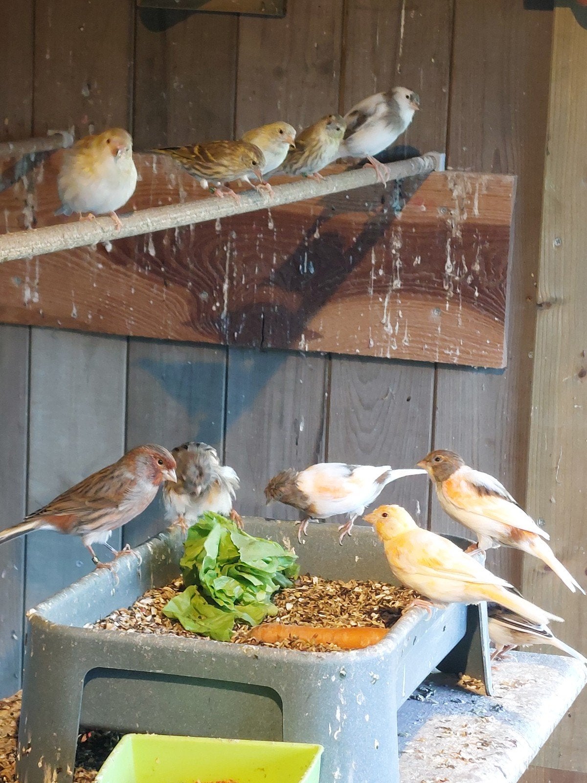 Harlekijn kanaries - eigen kweek, Dieren en Toebehoren, Meerdere dieren