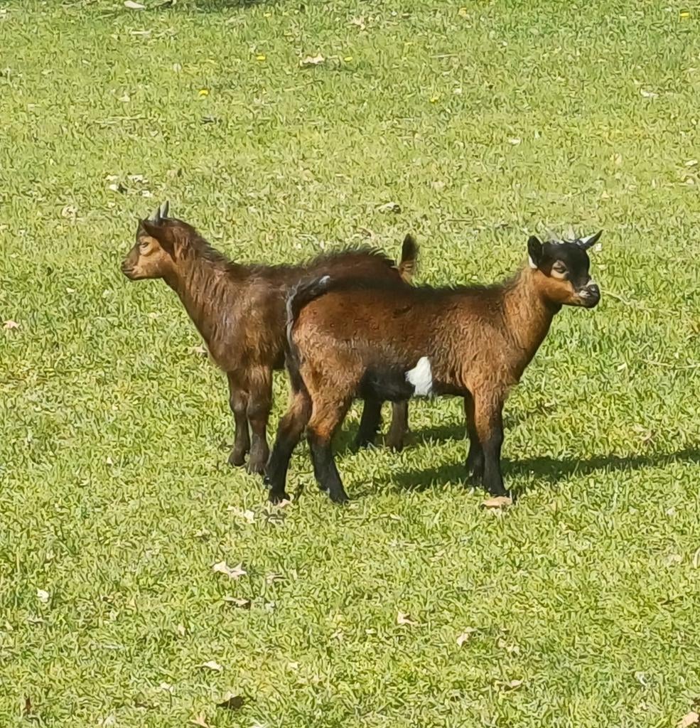 3 dwerggeitjes, Dieren en Toebehoren