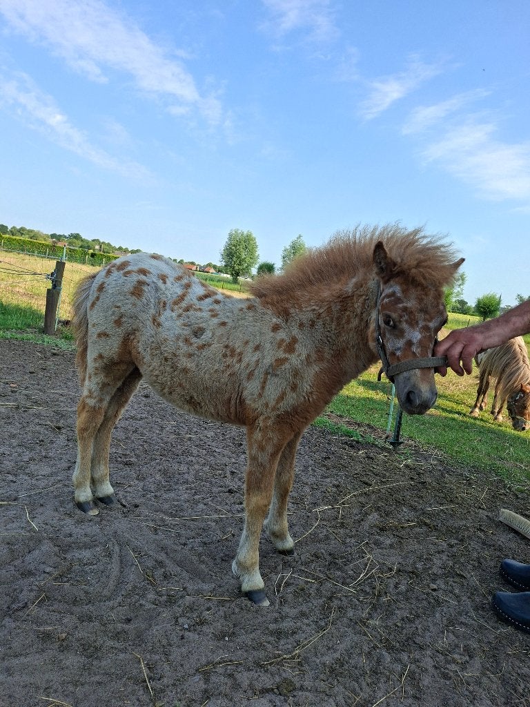 schetland merrie veulen, Merrie, 0 tot 2 jaar, A pony (tot 1.17m), Onbeleerd