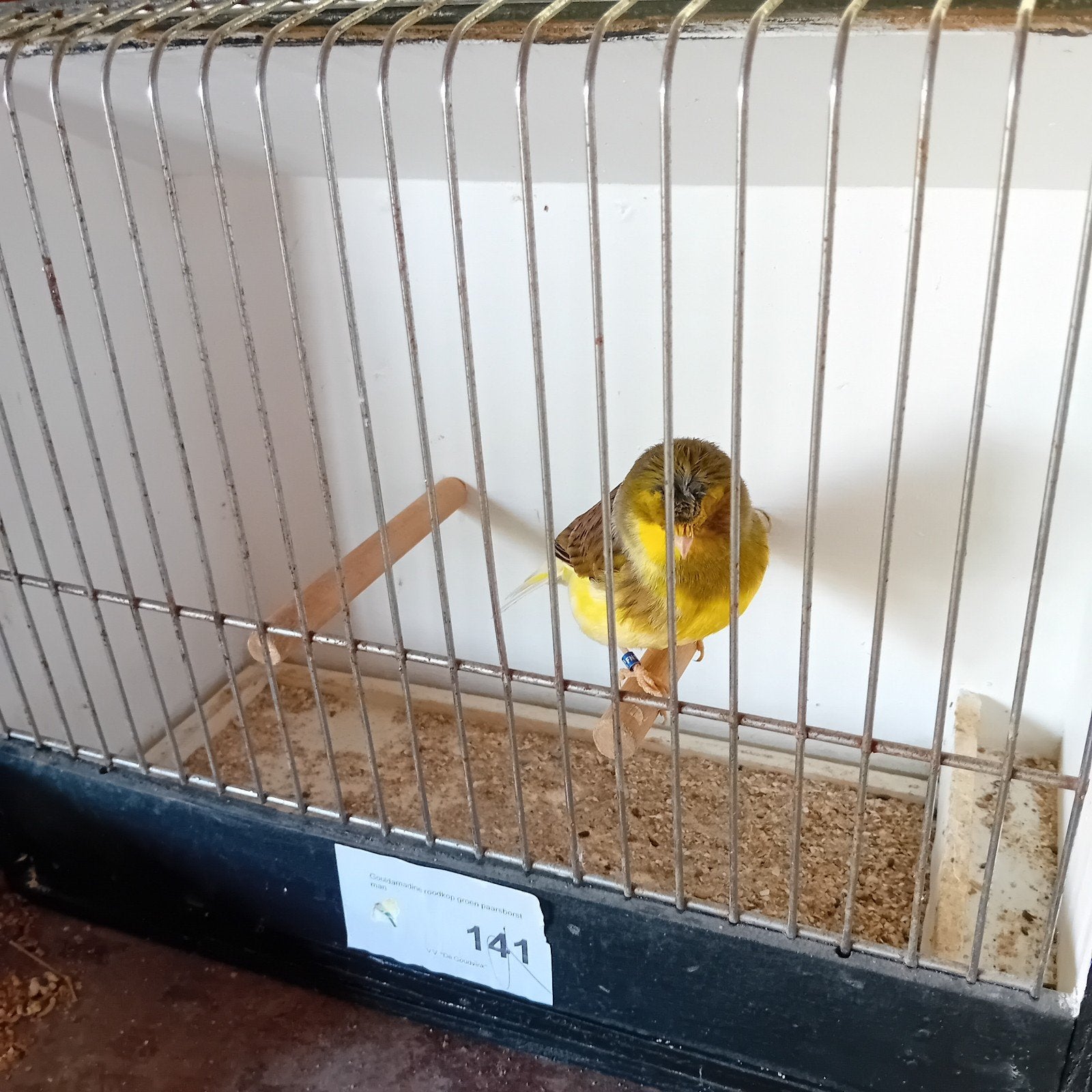 Gloster kuif man van 2023, 7€, Dieren en Toebehoren, Vogels | Kanaries