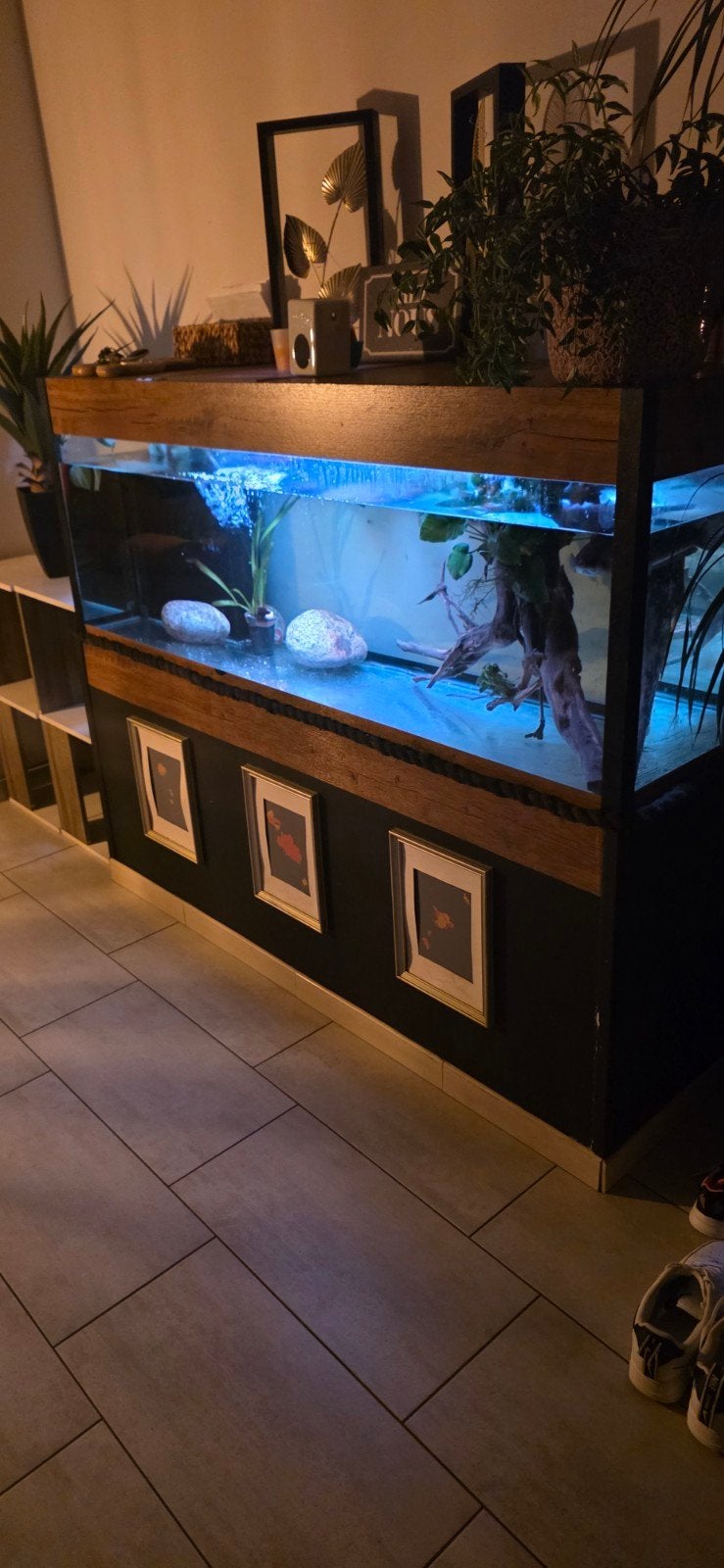Aquarium van Channa, Ophalen, Gebruikt, Overige merken, Gevuld zoetwateraquarium
