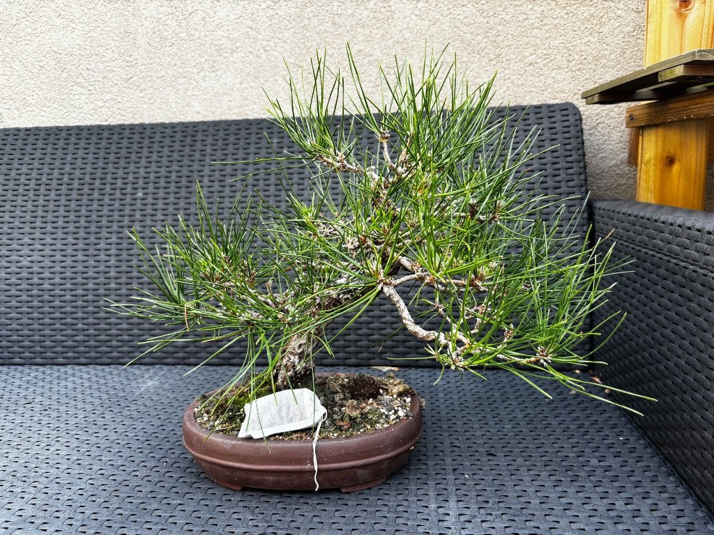 Bonsai Pin Noir, Tuin en Terras, Ophalen