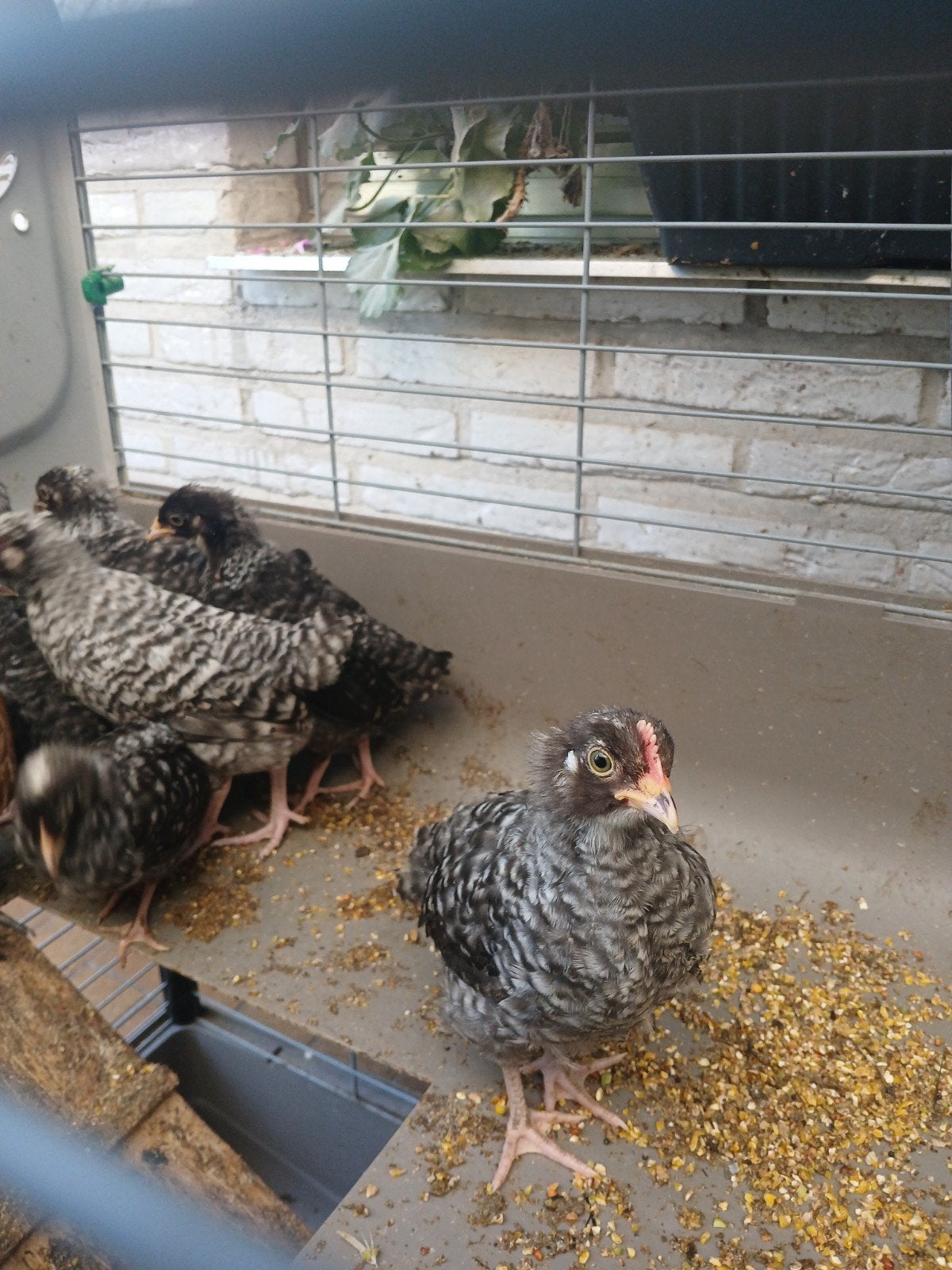 3 trios aarschotshoen kriel zilverhalzig, Dieren en Toebehoren, Pluimvee