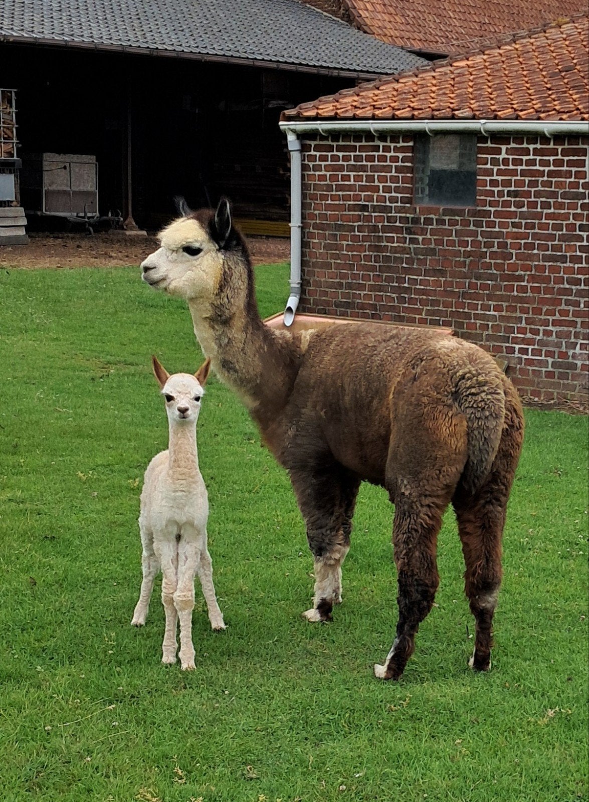Alpaca merrie met cria dochter, Juin, Femelle