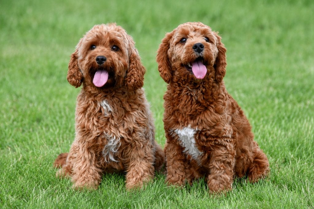 Chiots Cavapoo à vendre - Les deux parents sont présents