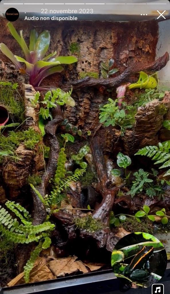 Terrarium complet, Enlèvement, Utilisé, Terrarium ou Paludarium