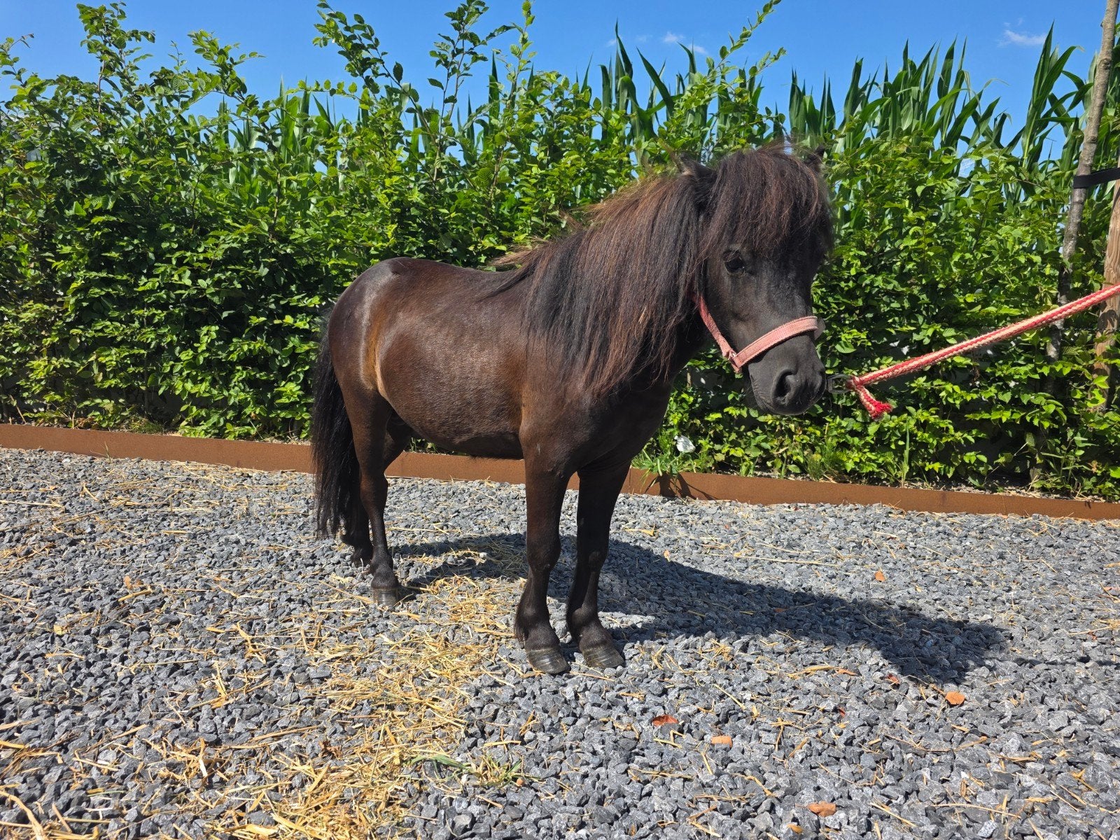 Super lief minipaardje, Dieren en Toebehoren
