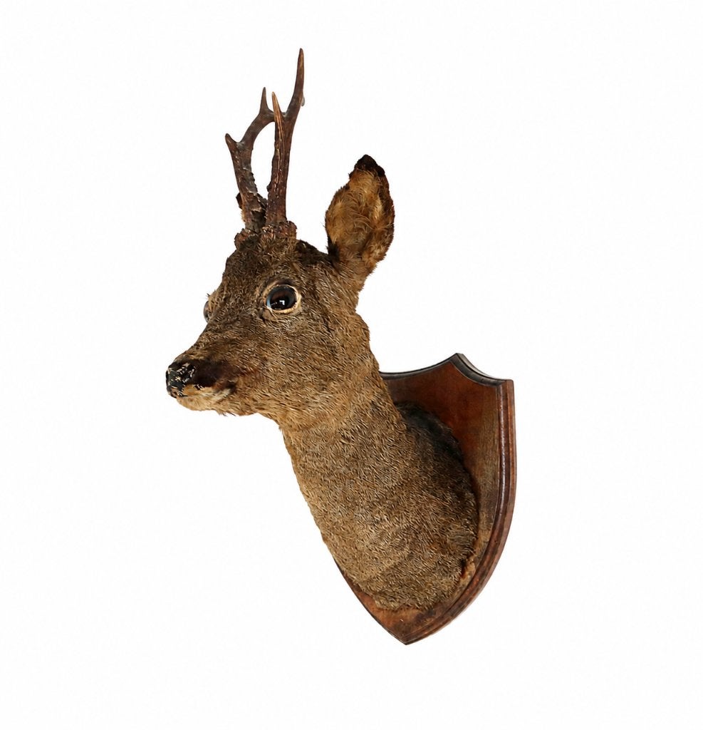 Oude opgezette reeënkop - Taxidermie reebok, Ophalen, Gebruikt, Hert