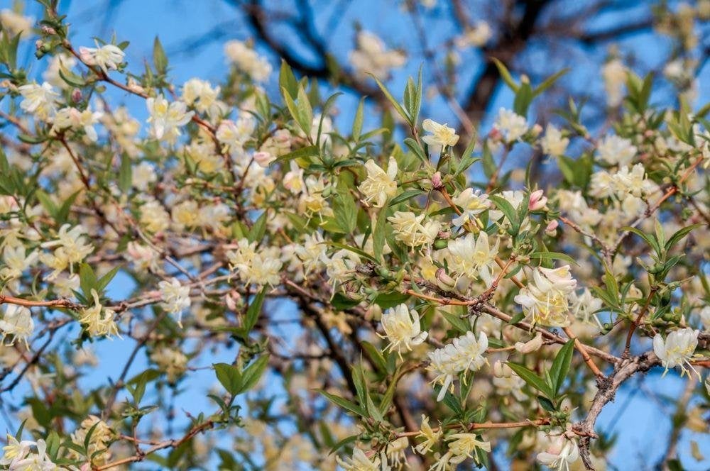 Winterkamperfoelie, Tuin en Terras, Overige soorten, Volle zon, Vaste plant, Ophalen of Verzenden