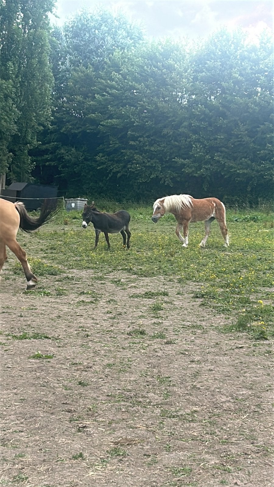 haflinger, Animaux & Accessoires, Jument