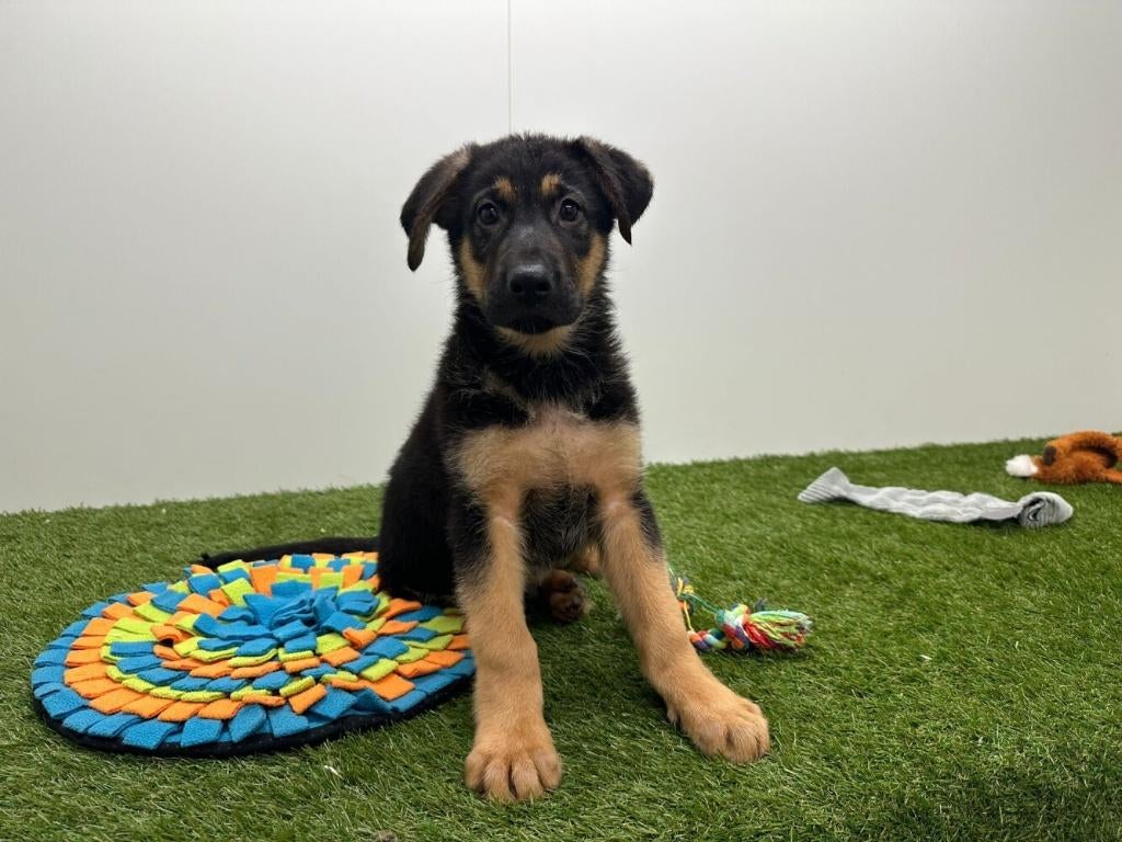 Duitse Herder pups - korthaar, België, 8 tot 15 weken, Parvo, Meerdere